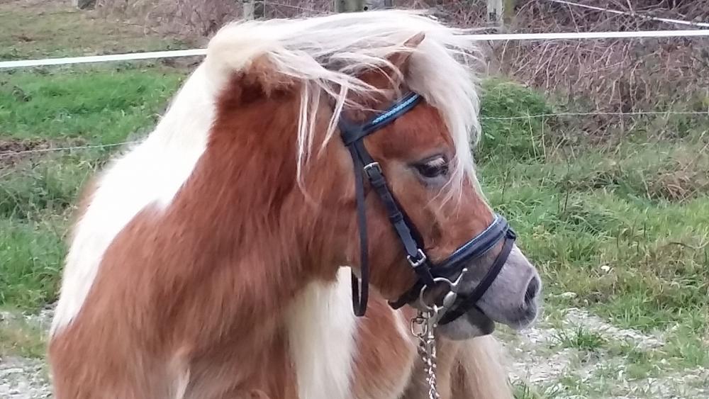 FLICKA V VRIES