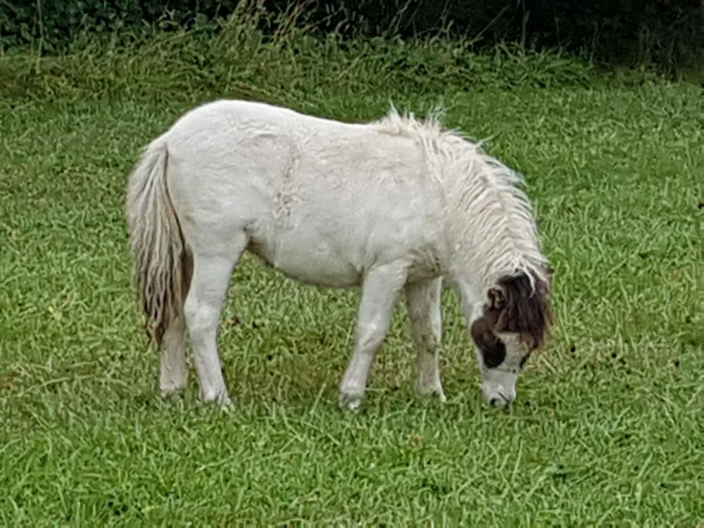ITCHOUNE DE CAUX