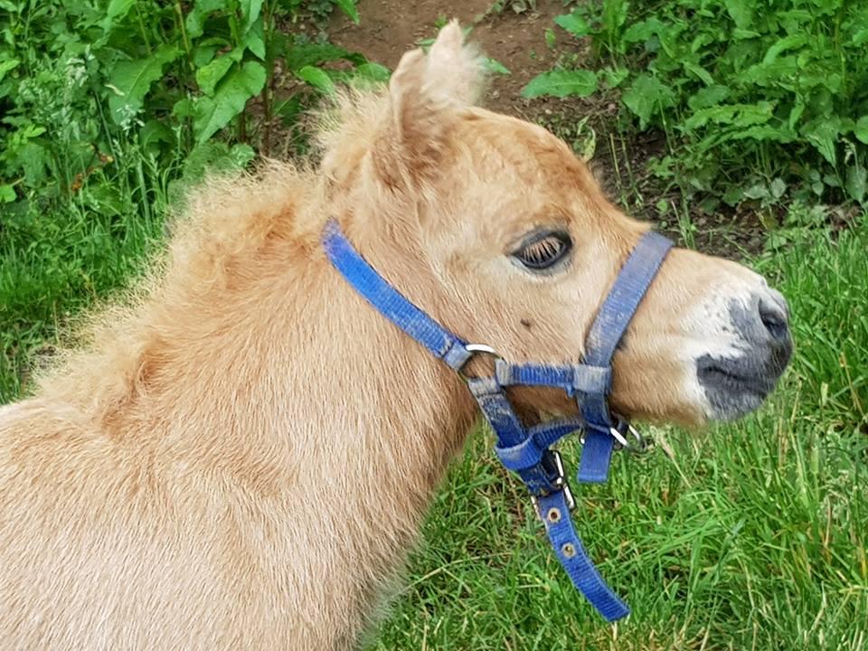 ITTLE JACK DE CAUX