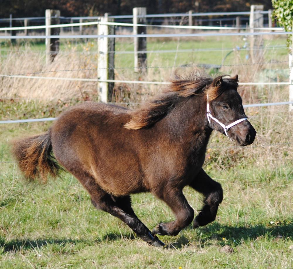 ISMOCKY DE CAUX