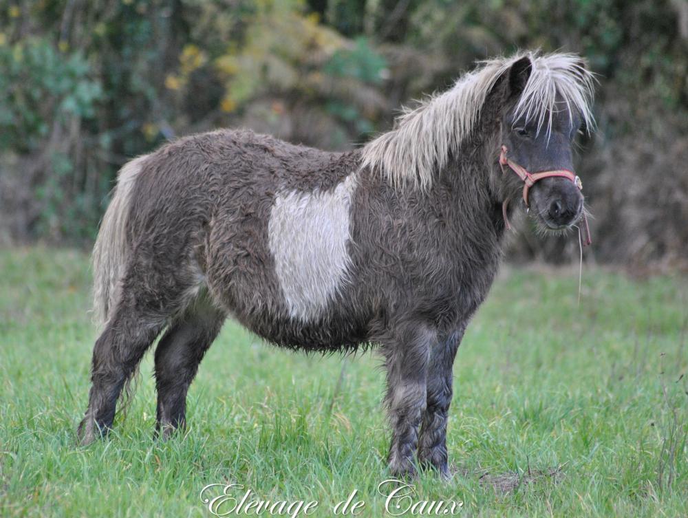 JOLI ZEUS DE CAUX