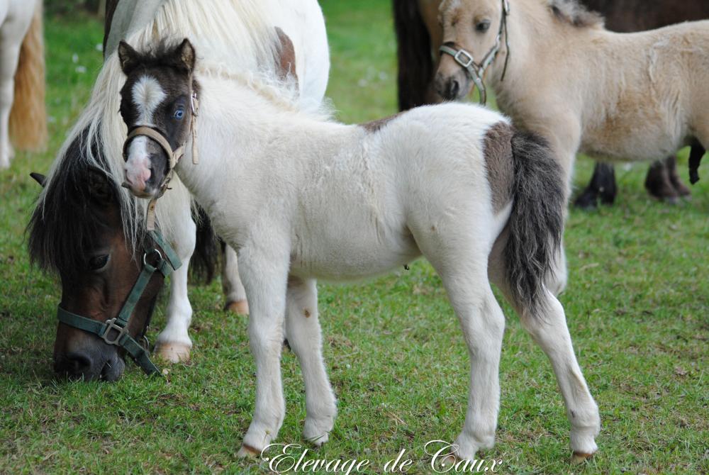 JOCKETTE DE CAUX