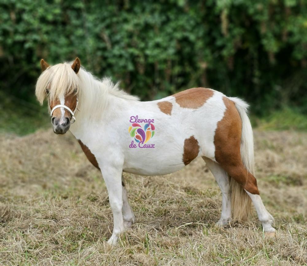 MANDALA DE TY PONY