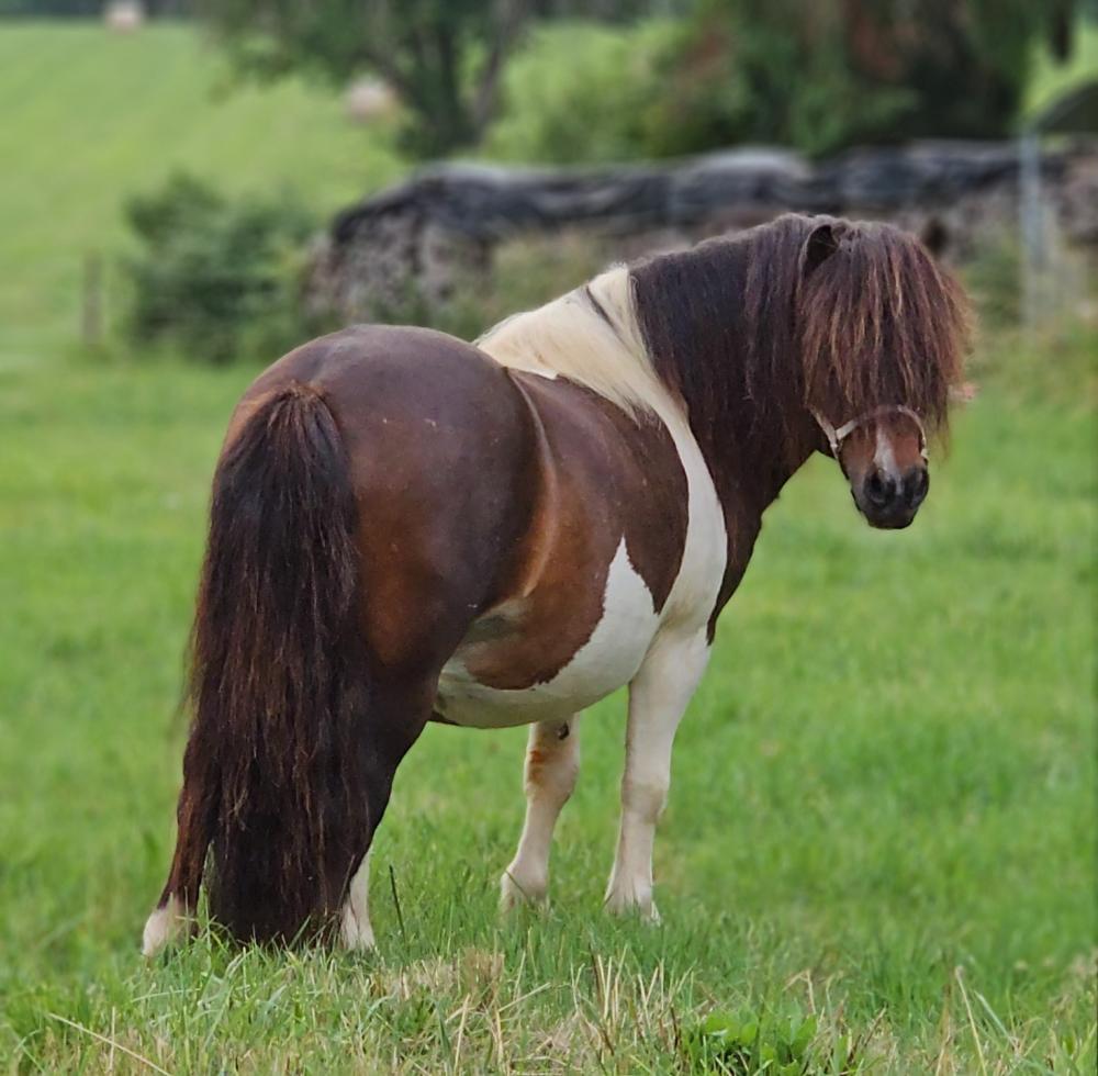 IDAHO DE PREBERNE