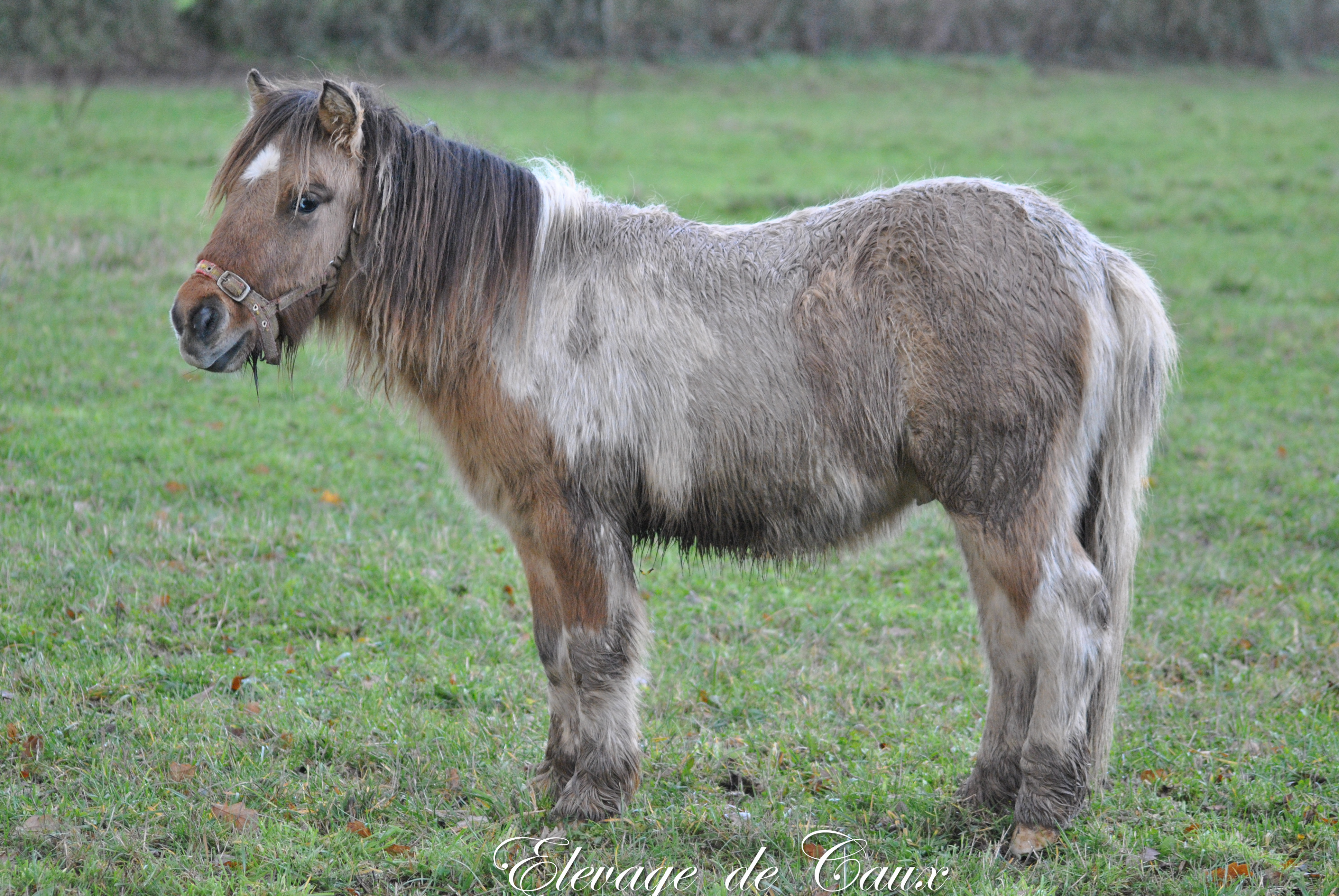 Poney Shetland à Vendre Ou à Donner