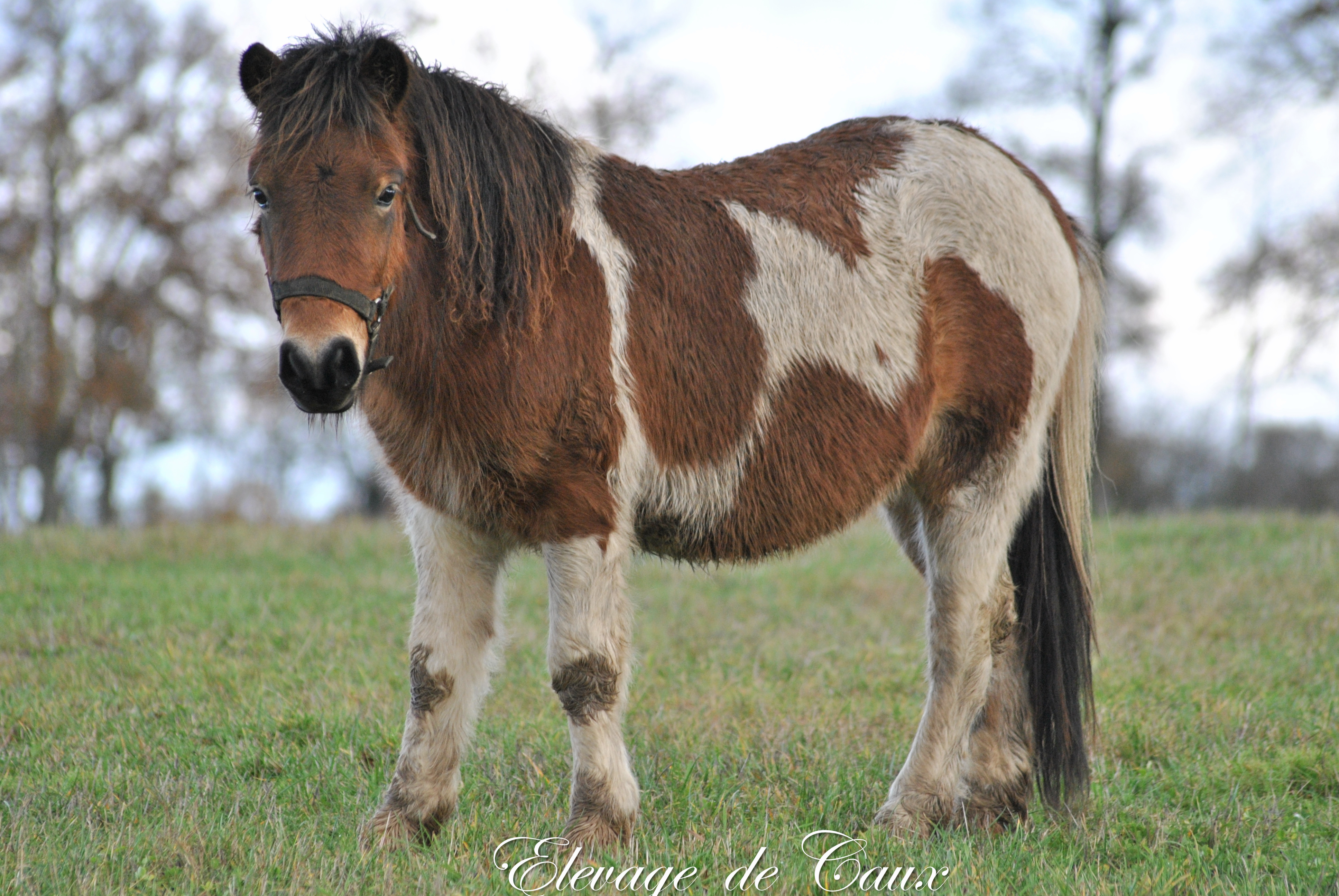 Poney Shetland à Vendre Ou à Donner