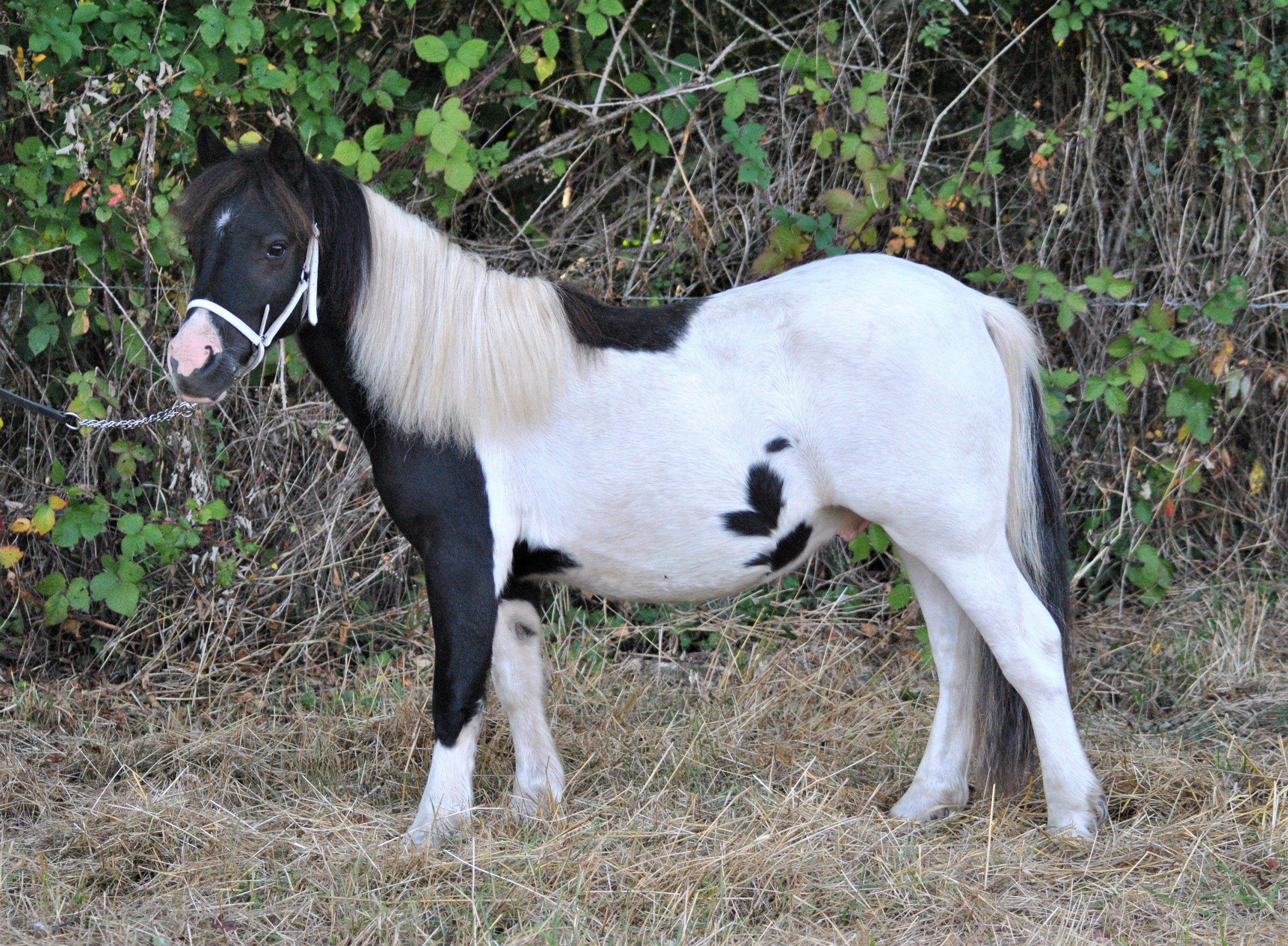 Poney Shetland à Vendre Ou à Donner