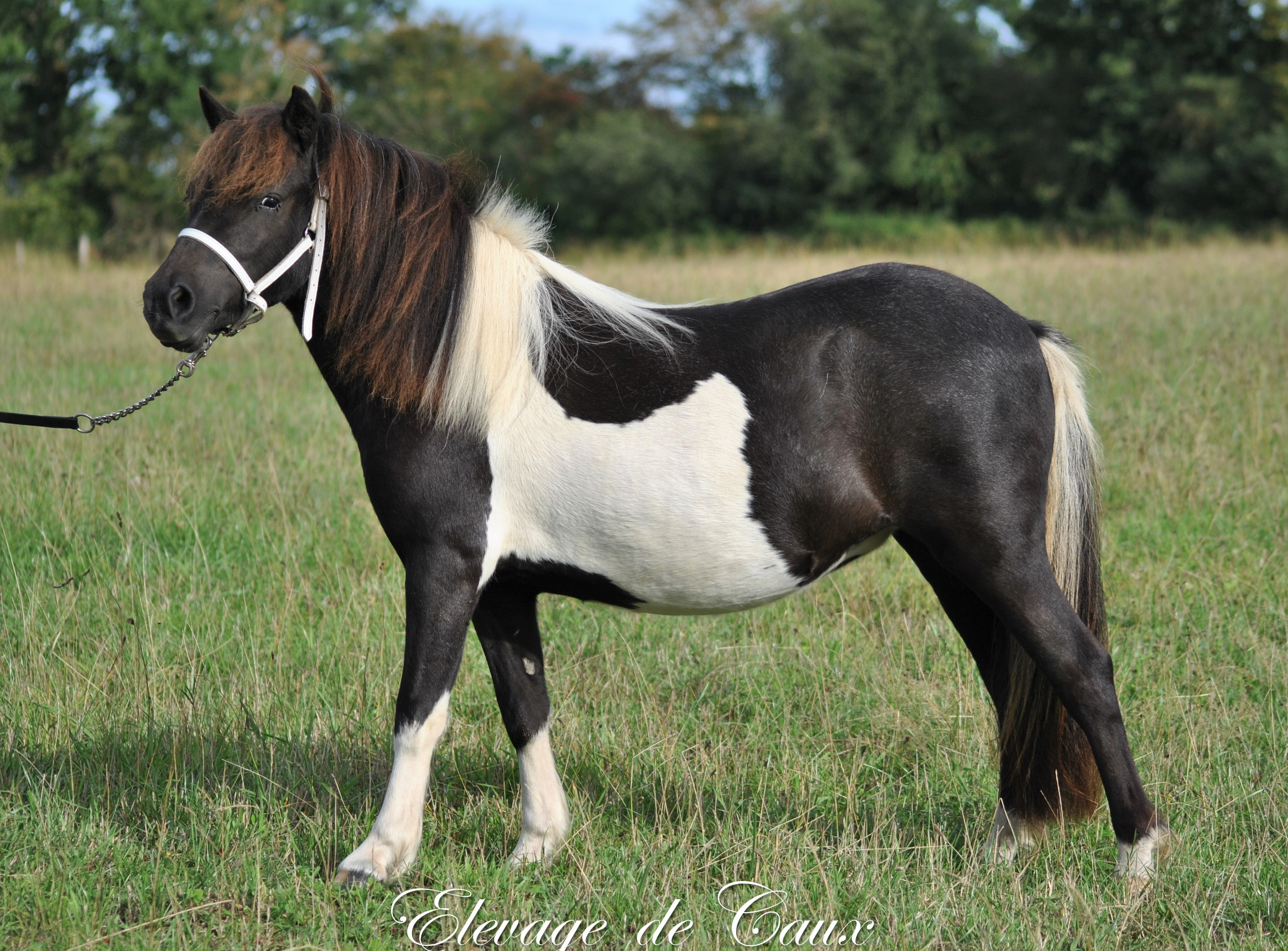 Poneys Shetland à vendre Elevage de Caux Poneys et Bovins Galloway