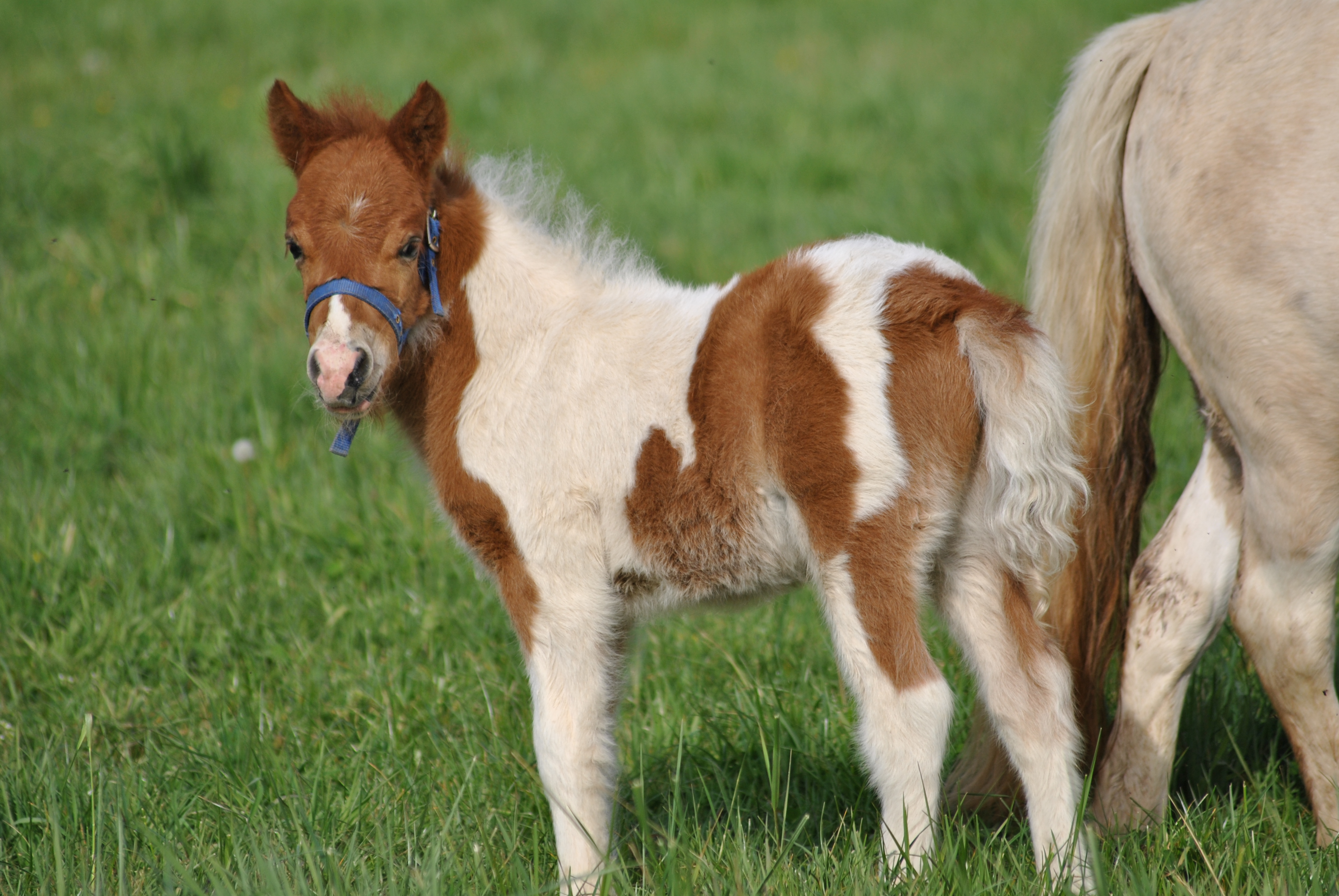 Poney Shetland à Vendre Ou à Donner